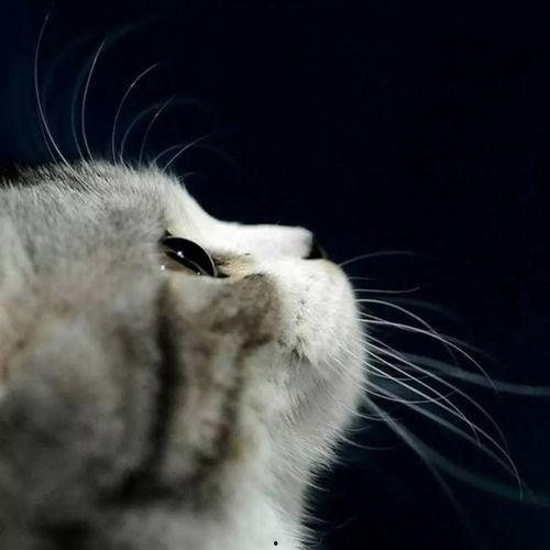 吃瓜娱乐酱抱枕猫,吃瓜娱乐酱带你领略萌宠魅力  第2张